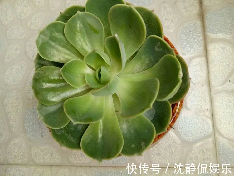 昂斯诺|一直都养不活花,直到遇见了多肉!只要用心,就能变美!