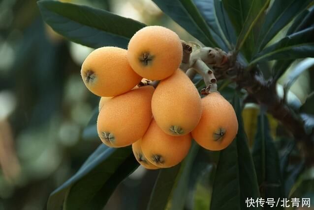 清肺止咳的小果子，吃一些能缓解入夏前易上火的问题