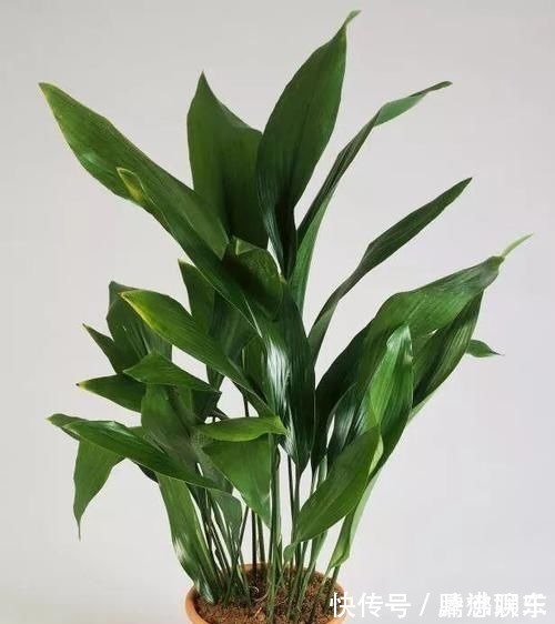 室内|17种适合生长在弱光处的室内植物，可以摆放在家里的任何角落