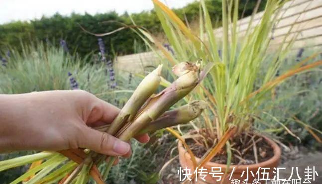 植株|盆栽“法宝”:收获前是“驱虫剂”,收获后可香料、可茶饮!