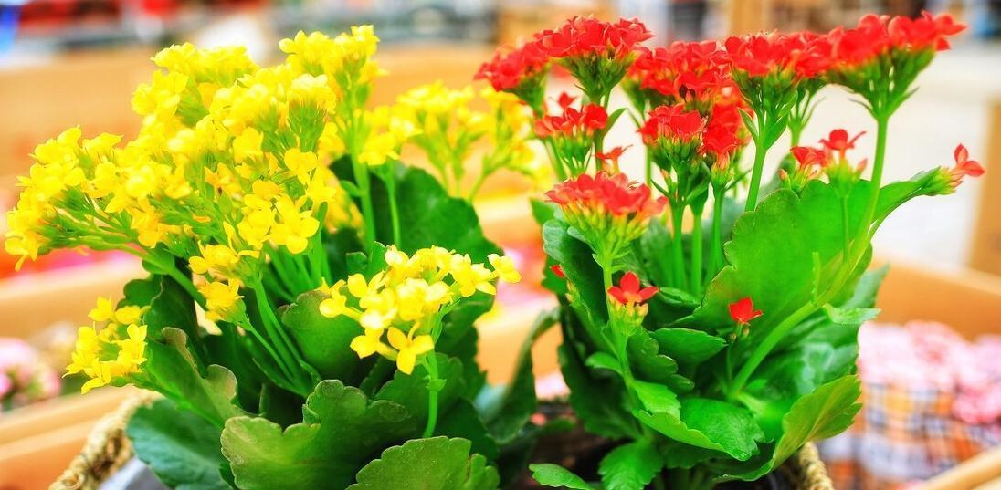 朱顶红|这6种花越剪越茂盛,就怕你不去修剪