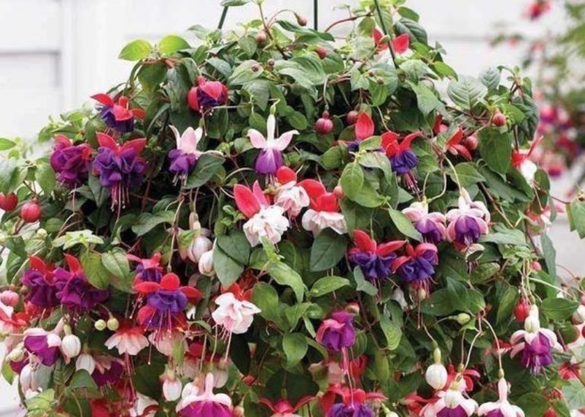 4种“超漂亮的花”,谁看见都想养,花开不断,美极了!