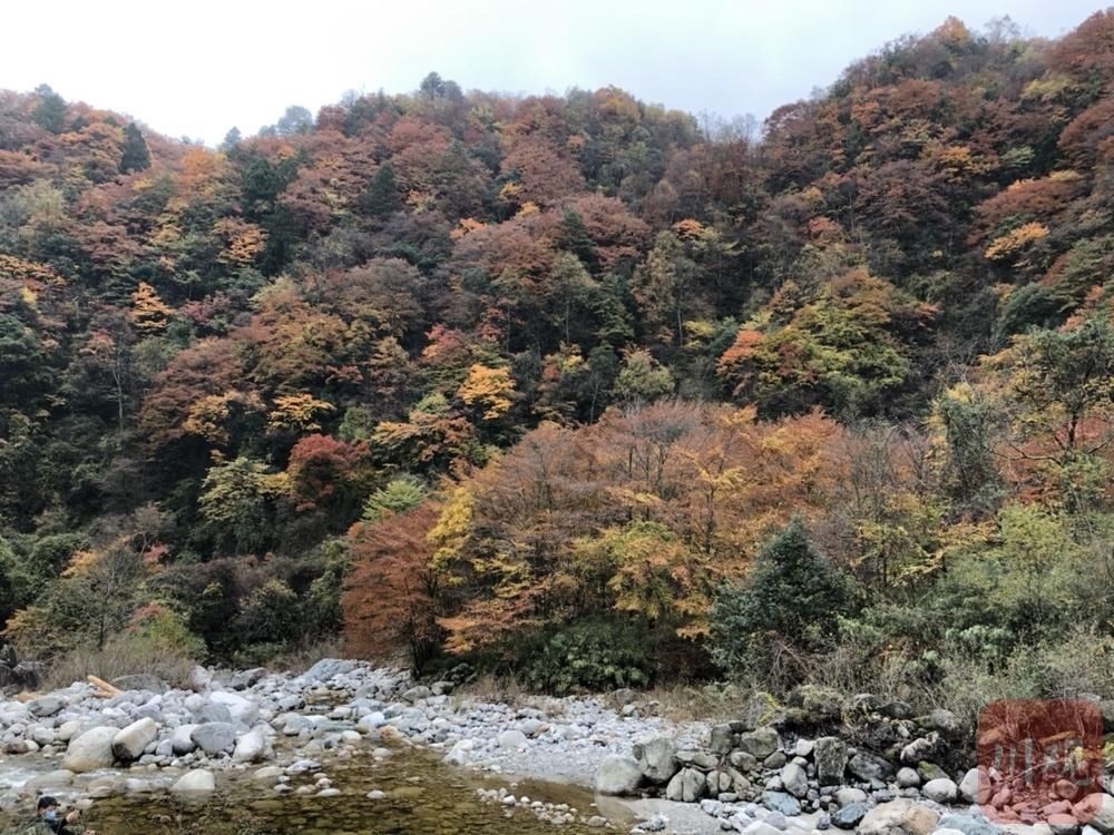  野生动物短|今秋去青川唐家河不只看红叶，还有这些好事……