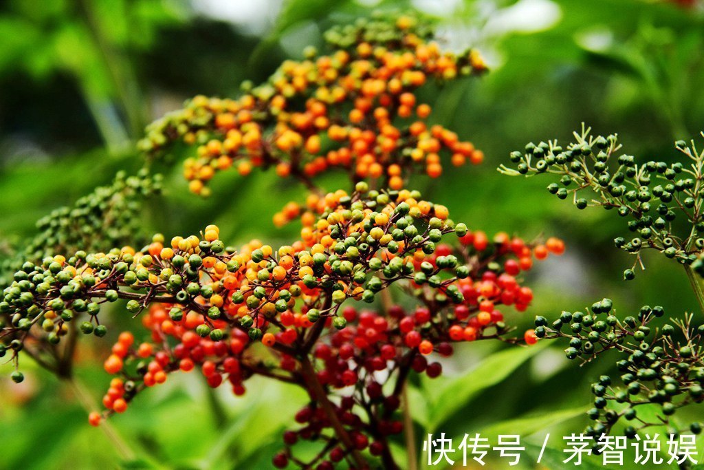 草药|一分钱不花就可治疗颈椎病腰椎病的草药,血满草,接骨草