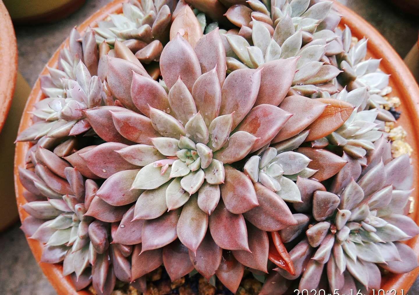 侧芽|养多肉的路上挂掉的多肉数不胜数,哪些品种挂掉之后让你最心痛?