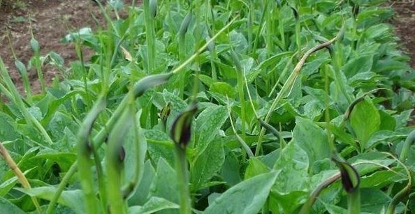 蟾蜍草|农村不起眼的3种野草,治疗咳嗽是一绝,很多人不知晓