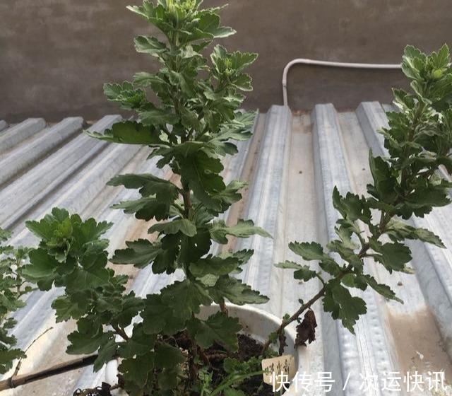 菊花不开花把握“2多一少”常剪枝,大花苞满枝头,又大又香