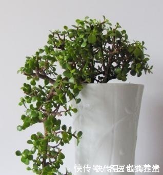 养护|养金枝玉叶，不注意“2点”，叶片哗哗掉，小心变光杆！