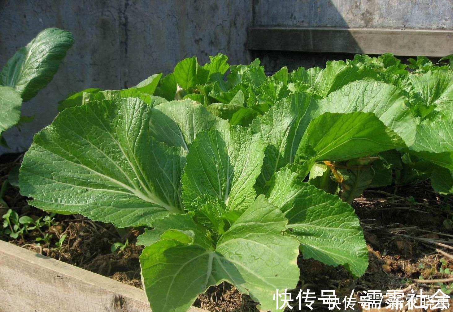 挂菜|农村有一种菜能长到一米五高,下霜之后更好吃,你们那里叫啥呢?