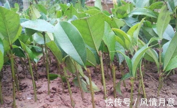 秋冬季节扦插这几种花卉,比绿萝好养十倍,错过了还要等一年!