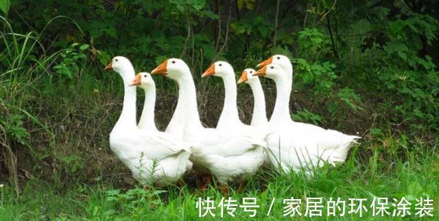 增广贤文$农村俗话:与人不和劝人养鹅,真相却让人无语