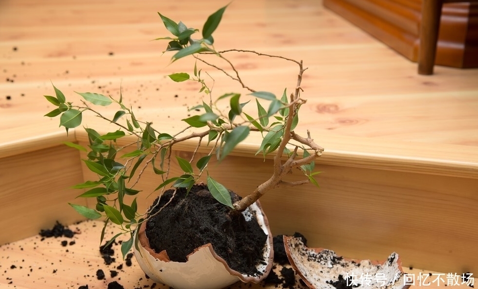 为了一盆花,家人关系彻底破裂,花有什么错?