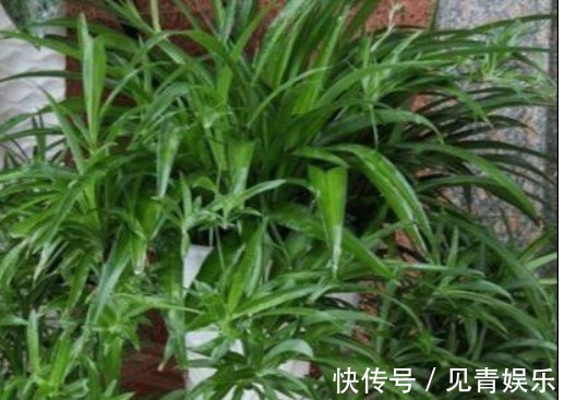 养花|什么淘米水、啤酒水都不如它,“一勺”养爆一盆花,就怕没见过