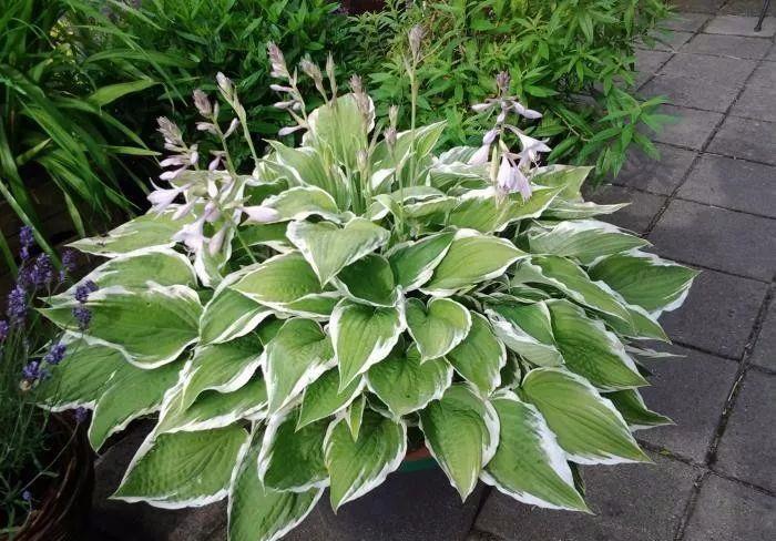 光照|5种“耐阴花”，养在北阳台上不见光，开花也很爆