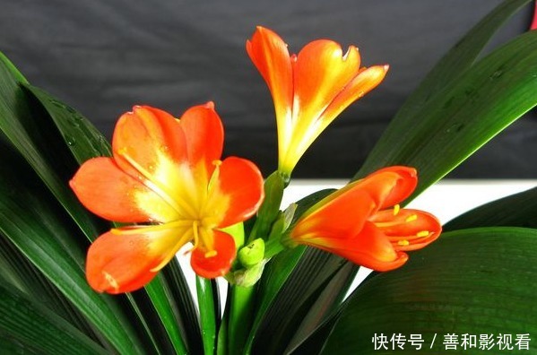 此花被称为“富贵之花”,象征美好,能给家庭带来富贵之气!