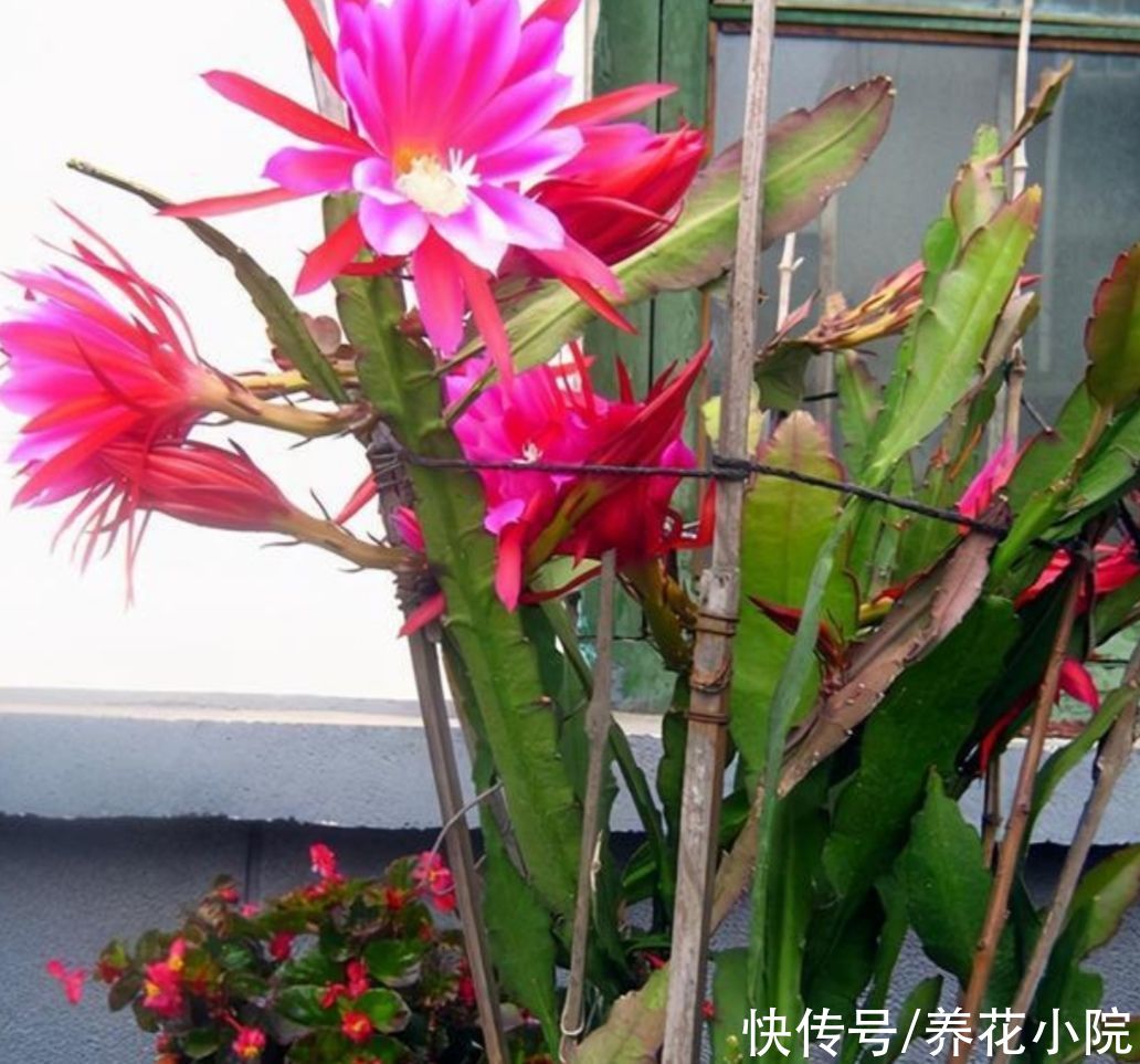 扦插|有5种花，用叶子就能插活，现在扦插，秋天长满花盆