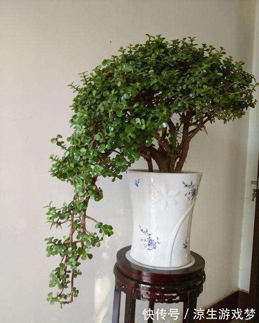 张大姐养了一种绿植，几年后大家都说太美了