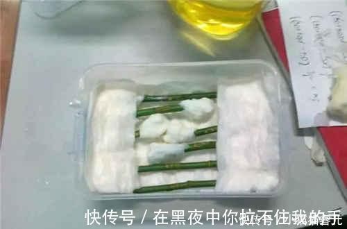 餐巾纸|家里常用的卫生纸,拿来养花原来有这奇效,大白根窜的止不住