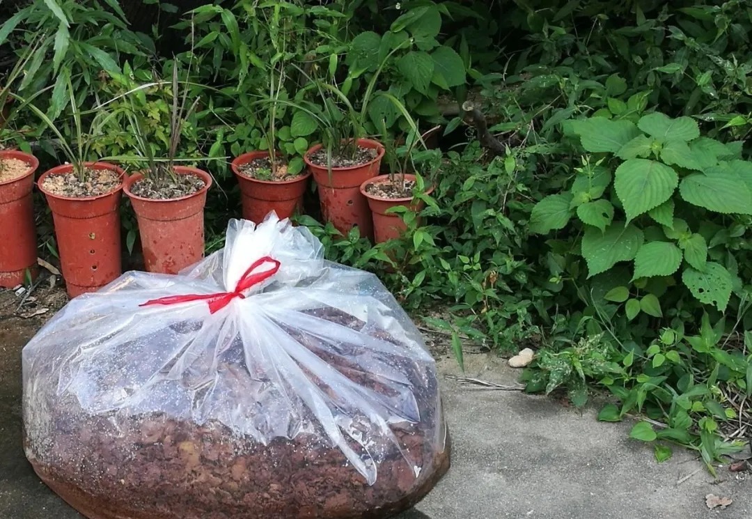 兰花|如何让松针、锯末、花生壳发酵效率翻倍？两个妙招，非常简单实用
