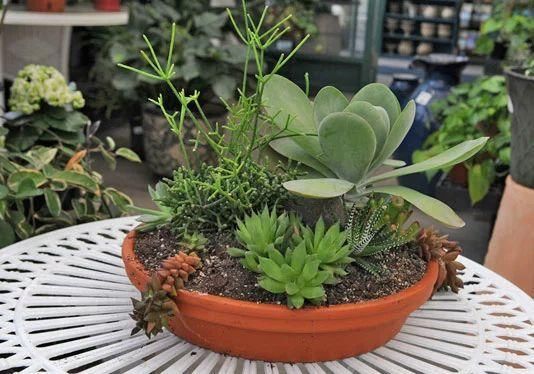 7个风格迥异的多肉植物组合盆栽 你更喜欢哪一个创意呢 快资讯