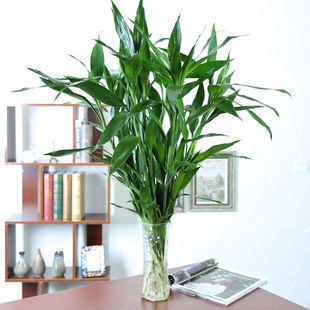 空气|4种绿植，不喜欢晒太阳，家里养几盆，越长越油绿，空气更清新