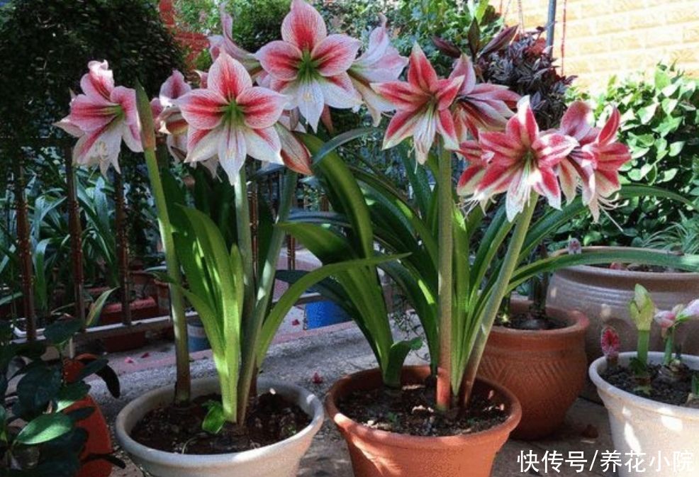 光合作用|夏天朱顶红这么养，种球长得硕大饱满，花期才能开花更大更鲜艳