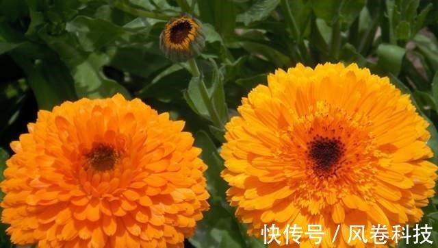 分享11种“健康花”,好看又“养人”,医生护士都爱养