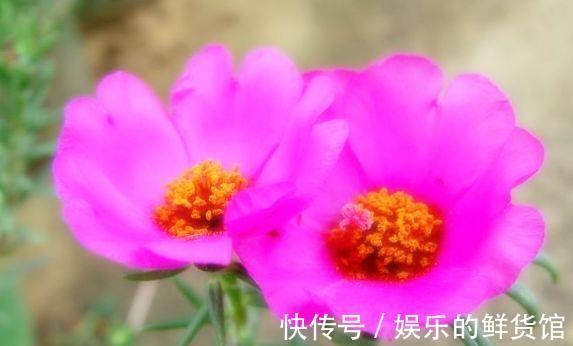 藏红花|从8月28日开始,家养此款花卉,一年多季开花,花朵清新优雅
