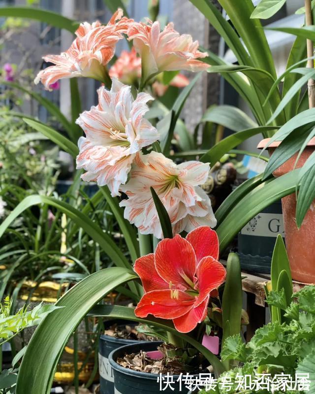 养花技巧:折腾不死的25种花,咋养都爆盆,懒人最适合