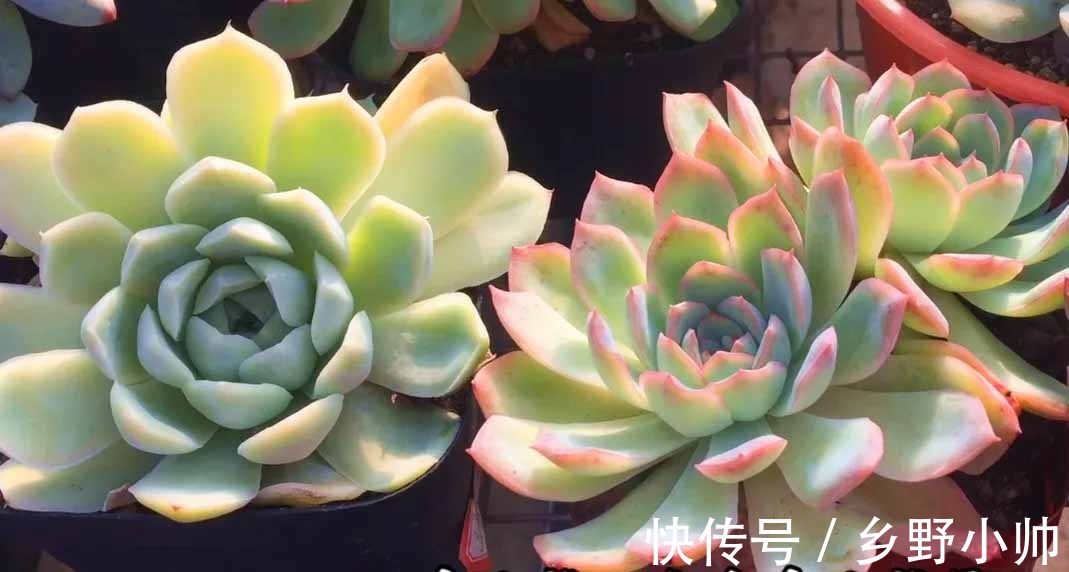 小帅|确认过眼神,遇上对的你,说说那些让人“一见钟情”的多肉