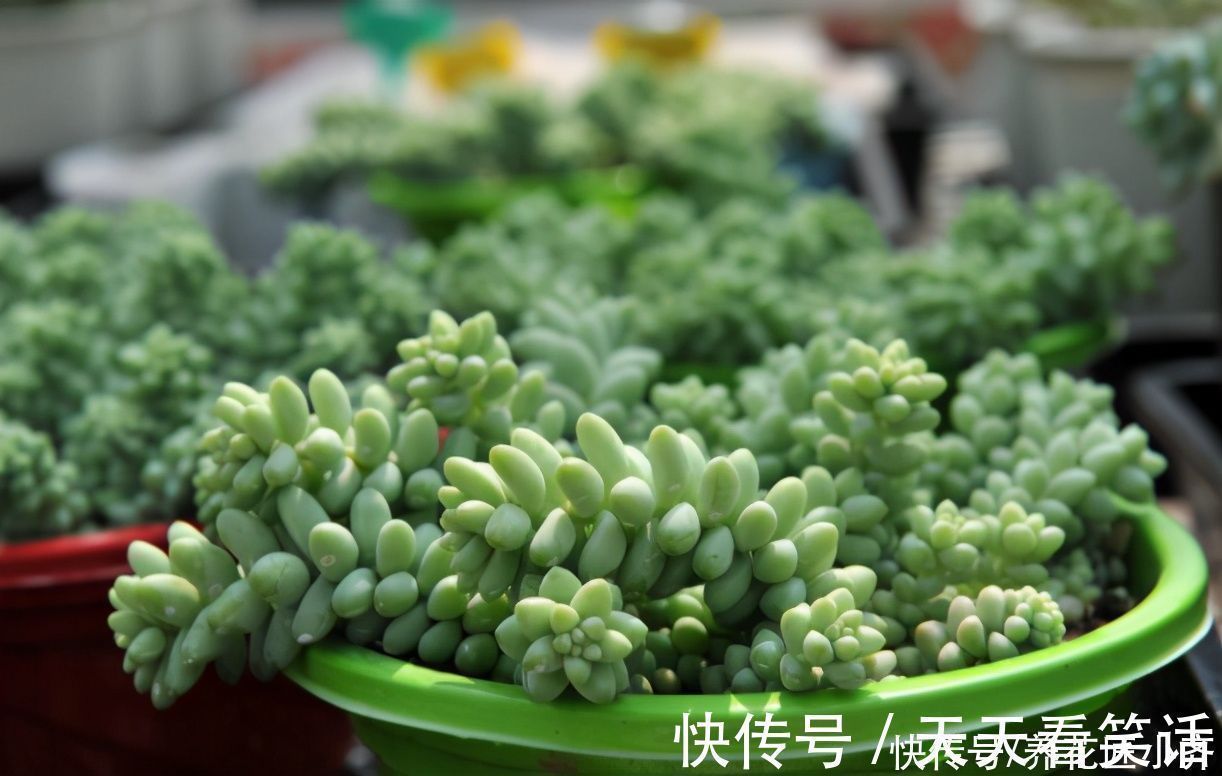 新手阳台养多肉的2个“烦恼”,不要着急,要针对“问题”去解决