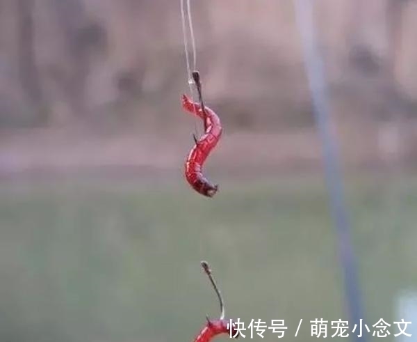 红虫|学会这2种挂蚯蚓的方法，想钓不到鱼都难