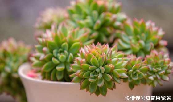 鸡蛋壳|盆里扔点这个,多肉胖成球,肉嘟嘟好可爱