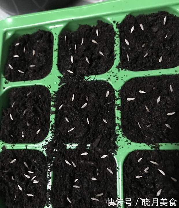 7种“蔬菜”冬天种,0度冻不死,吃一茬冒一茬,连续吃半年