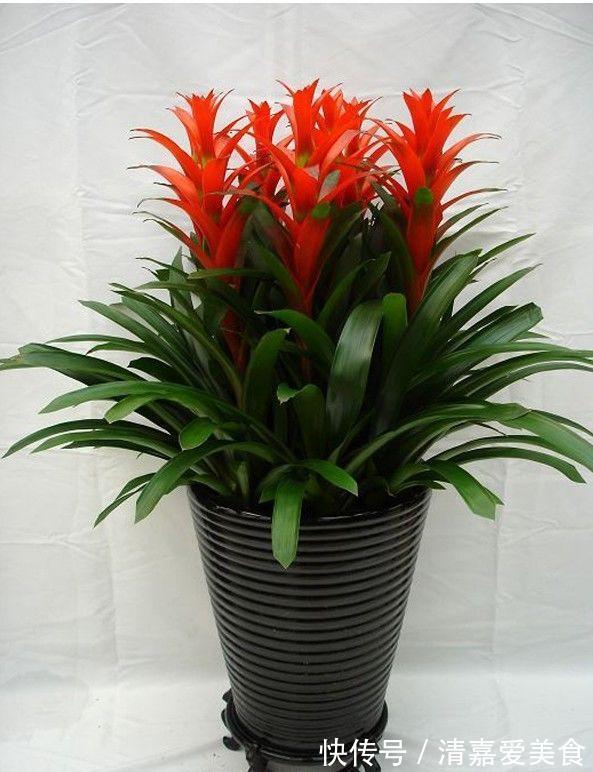 火火|过年之前,给家里养上6种花,花朵红红火火、寓意美好