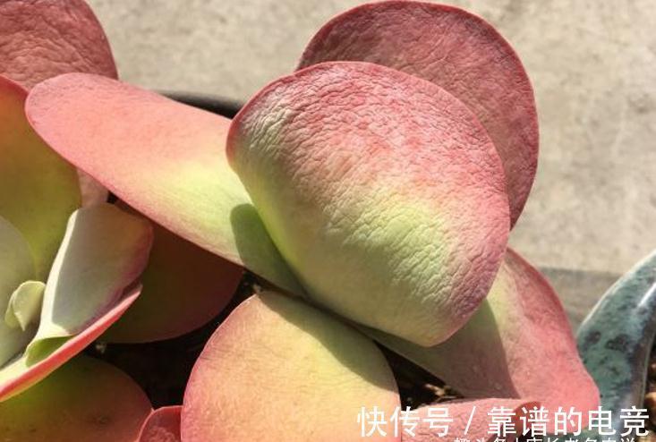 茎秆|多肉唐印只有1种,跟它有关的多肉却有两种,且比它更美更有特点