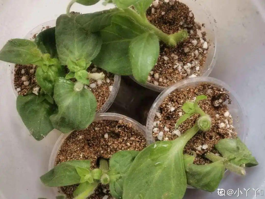 嫩苗|7种花养老桩不好,多扦插、养嫩苗,才能年年开花