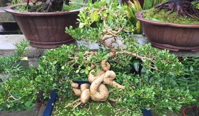 野外一种“脱皮木桩”称为“富贵之木”，养成盆栽，价格让人窃喜！