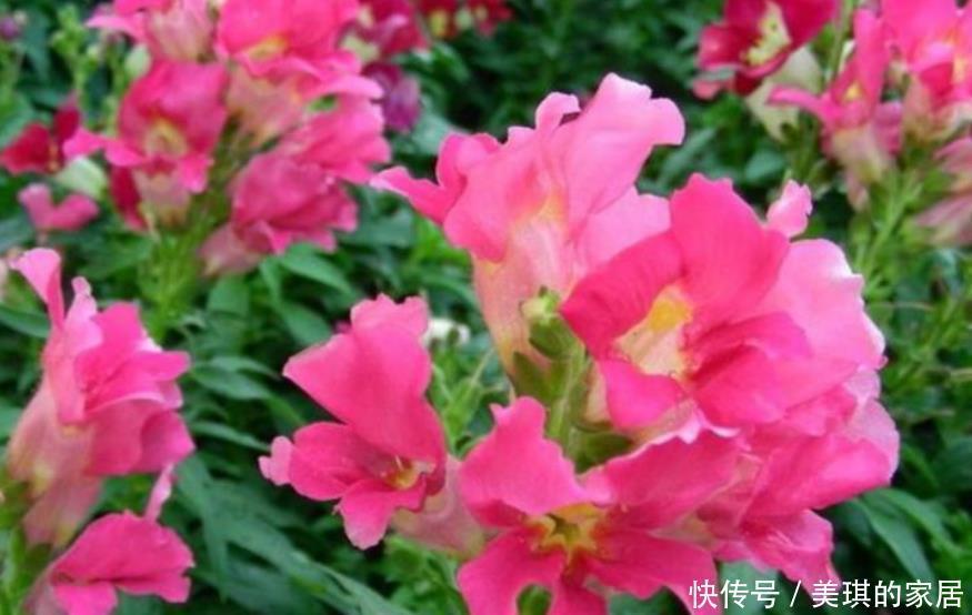 几款艳丽的花卉,漂亮又好闻,沾土就活,容易爆盆,人见人爱!