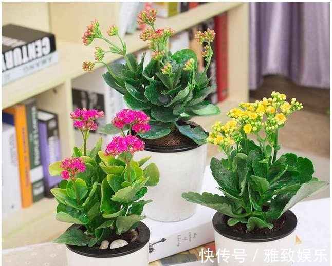 冬天最适合养以下几种花,好养又易爆盆,零下的温度也冻不死