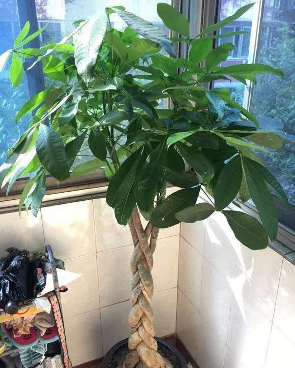 4种花好看但是“难养”,老手不敢养,新手养不好,别轻易入坑