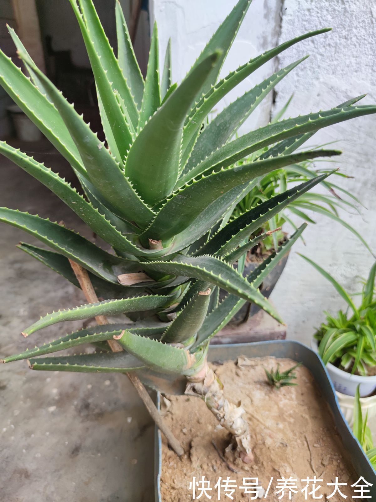 芦荟|家里养盆芦荟,净化空气效果好,还有好多用处