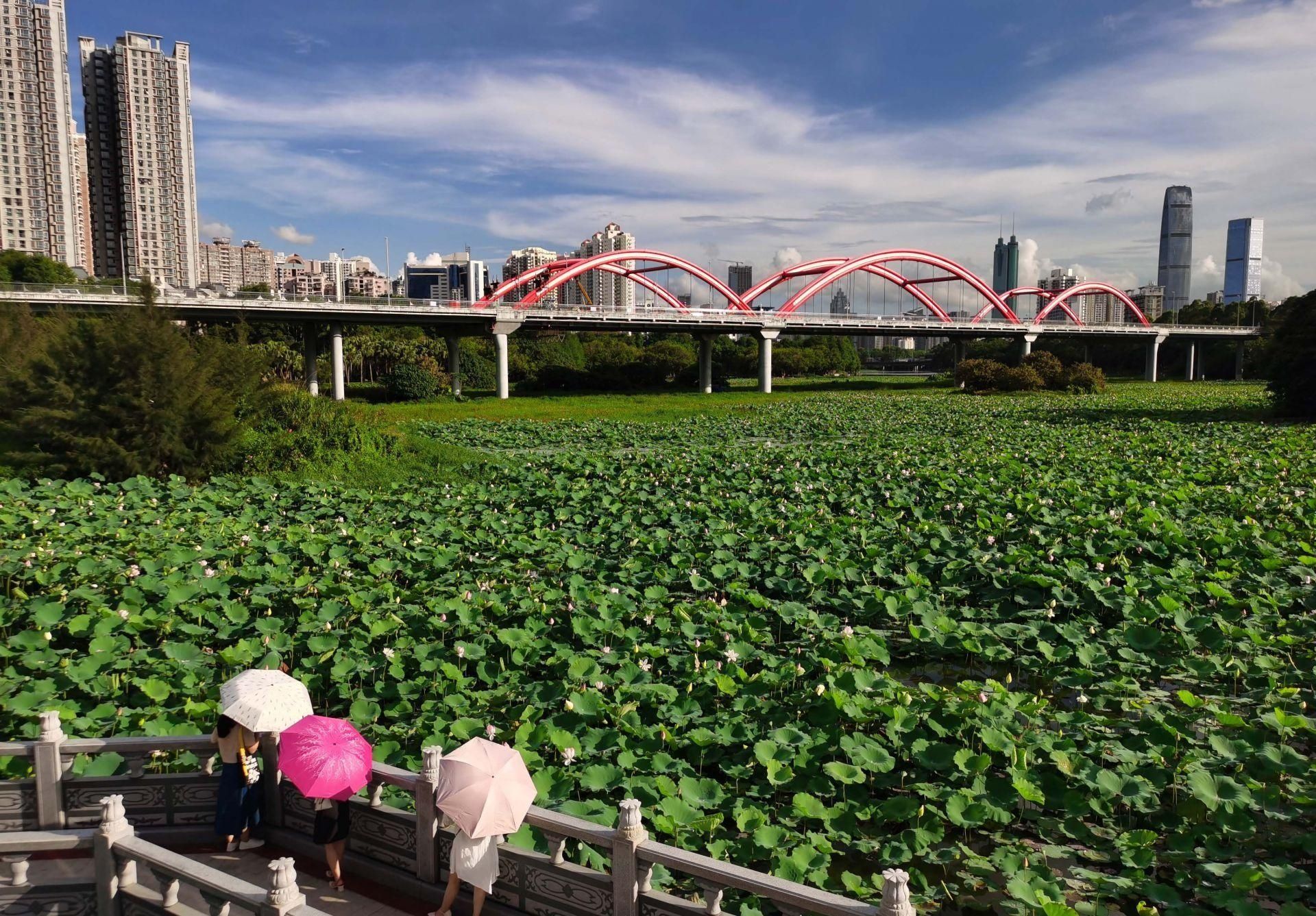 邱海彬|又逢洪湖公园荷花飘香时