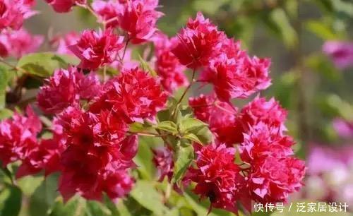 这四种三角梅红得很纯正，色彩鲜艳又漂亮，你喜欢哪一种呢？