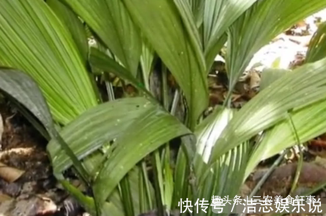 老家|农村此种野草像极了“竹叶”，50元一斤成了稀罕货