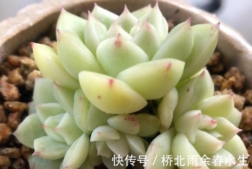 温度|温度2℃到14℃多肉还能继续放在室外露养吗？可以，但要注意这几个要点