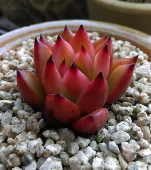 说法|乌木多肉应该怎么养?听听老王的说法