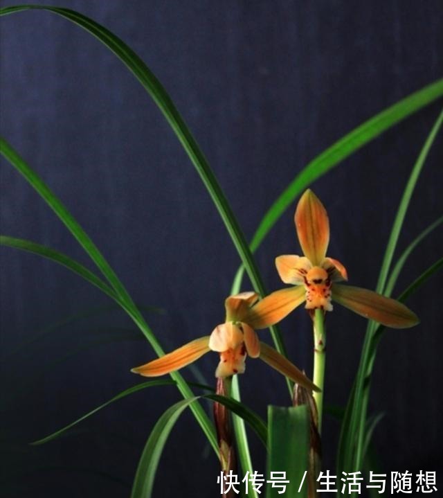 养兰新手必知,要便兰花多发苗、发壮苗,“这个动作”不可不做!