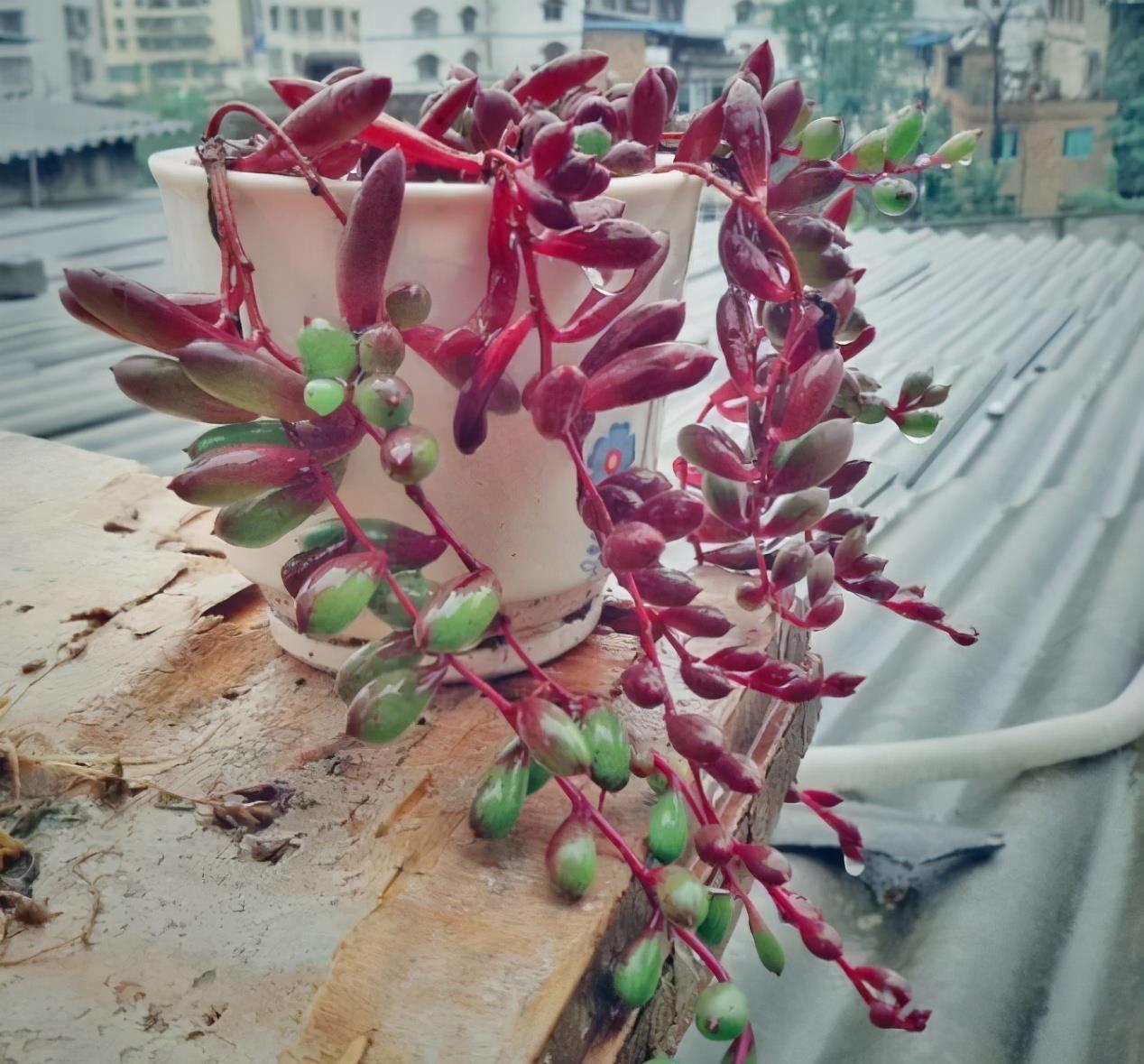 月季花|秋天扦插“4种花”,易生根,爱生长