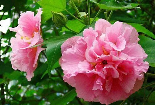 33种花，33首歌，太美了！